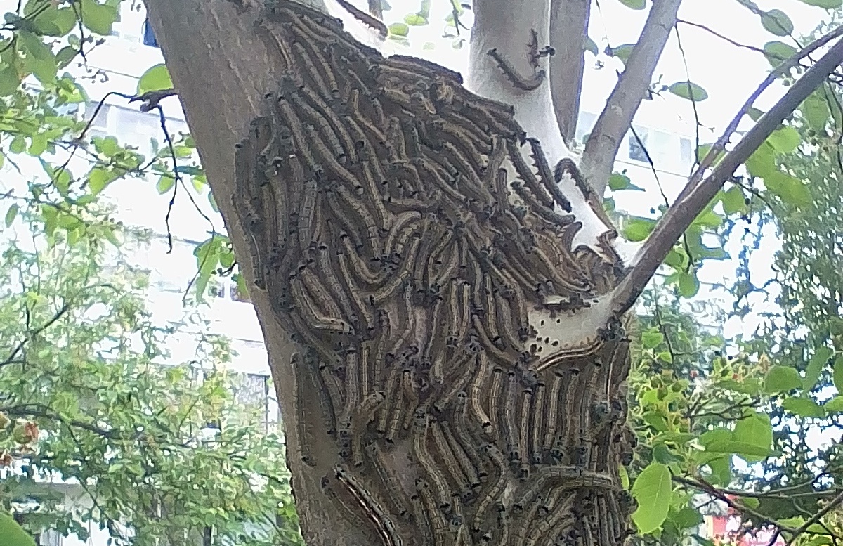 какое дерево боятся насекомые
